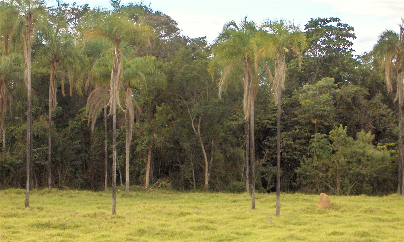 Pastagem com palmeiras e mata na zona rural de Buritis, Rondônia